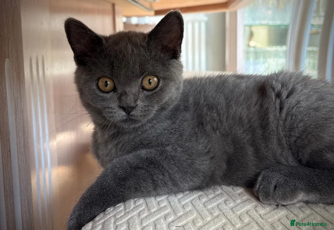 British Shorthair cats for sale: Beautiful British Shorthair  - Advert 2