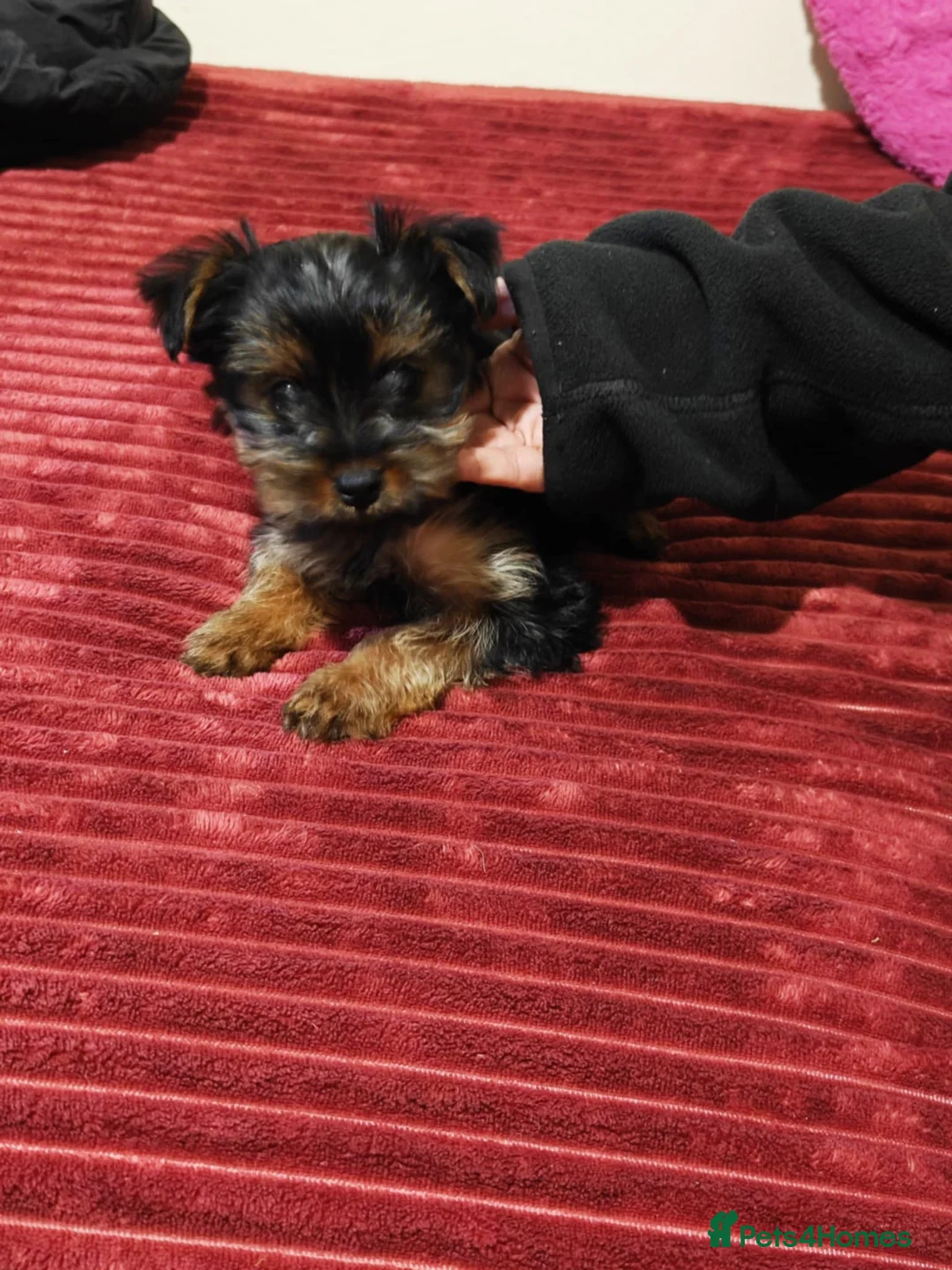 Yorkshire Terrier dogs for sale: For Sale – Yorkshire Terrier Puppy (Female) 🐶 - Advert 6