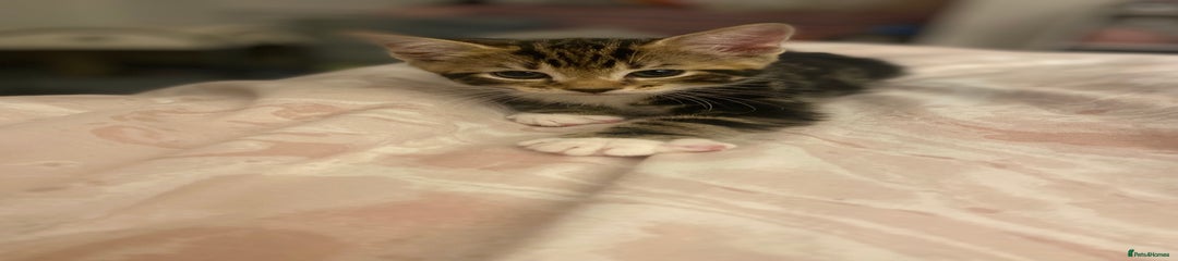 Mixed Breed Kitten 1
