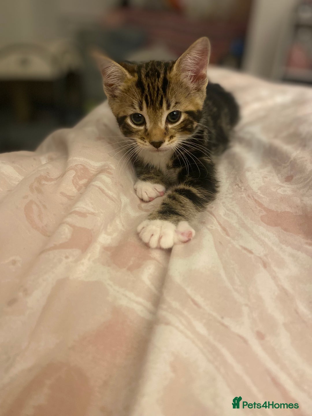 Mixed Breed cats for sale: 4 beautiful kittens for sale , 3 boys 1 girl  - Image 14