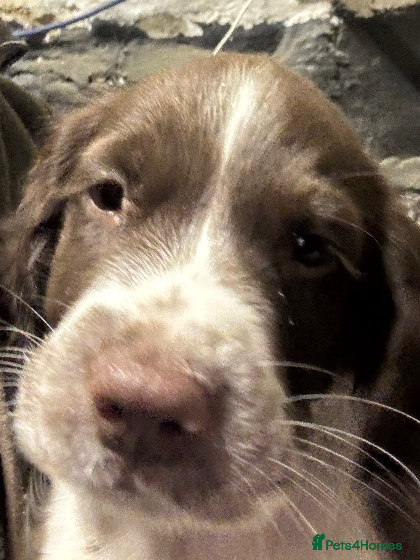 English Springer Spaniel dogs English Springer Spaniel dog pup - Advert 11