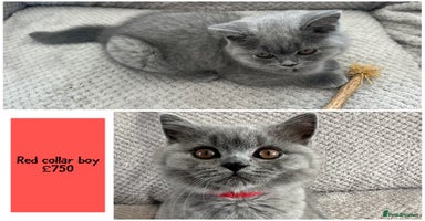 British Shorthair cats - Advert 3
