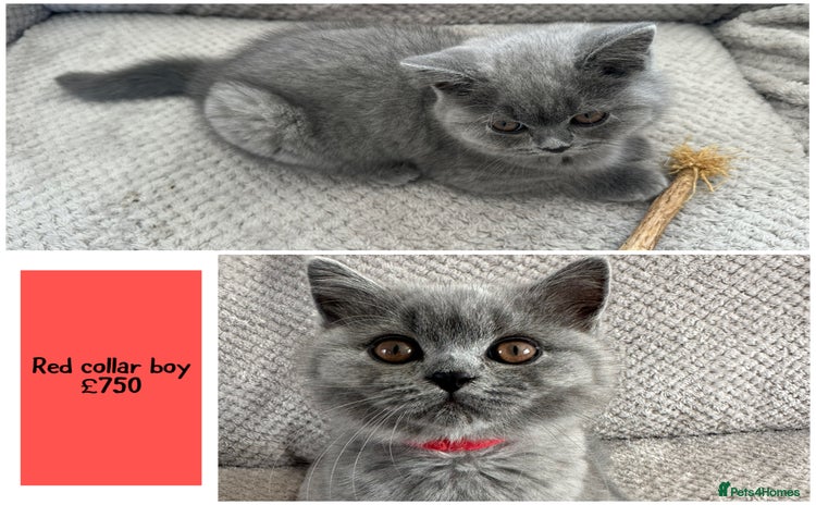 British Shorthair cats - Advert 4