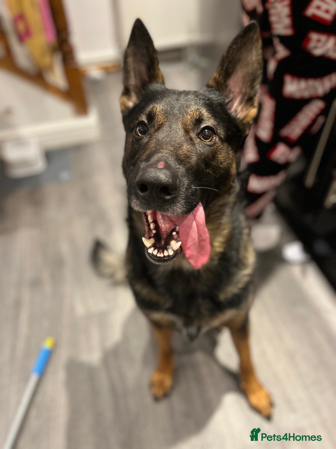 German Shepherd dogs for sale: 1.7 year old German shepherd  - Advert 1