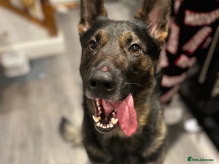 German Shepherd dogs 1.7 year old German shepherd - Advert 1