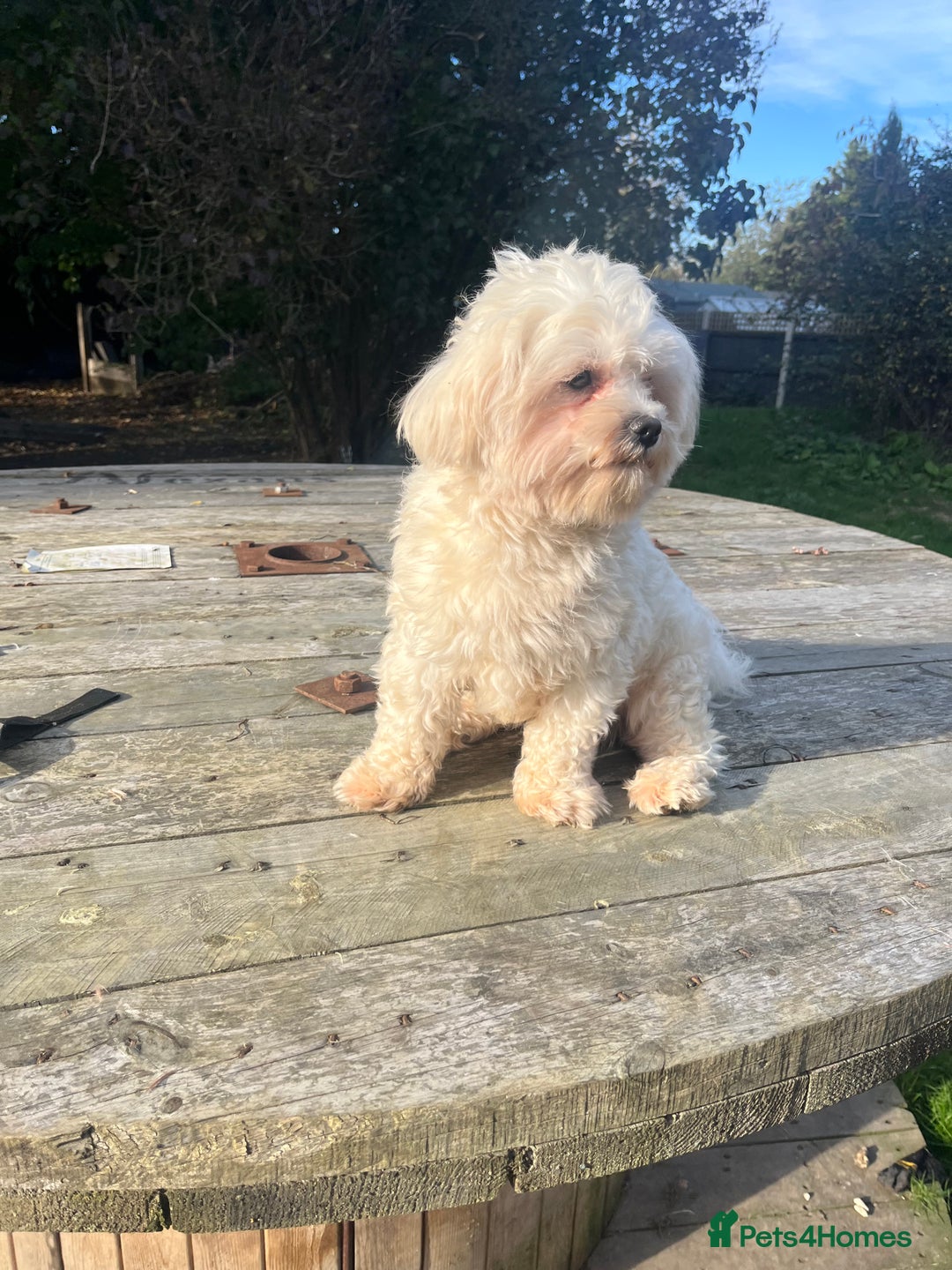 Maltipoo dogs for sale: 🤩 4 stunning male F1 Maltipoo 🤩 - Image 12