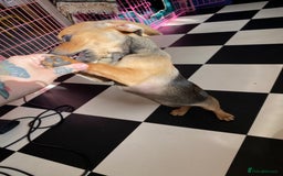 Mixed Breed dogs for sale: Pug/dachshund  - Image 4