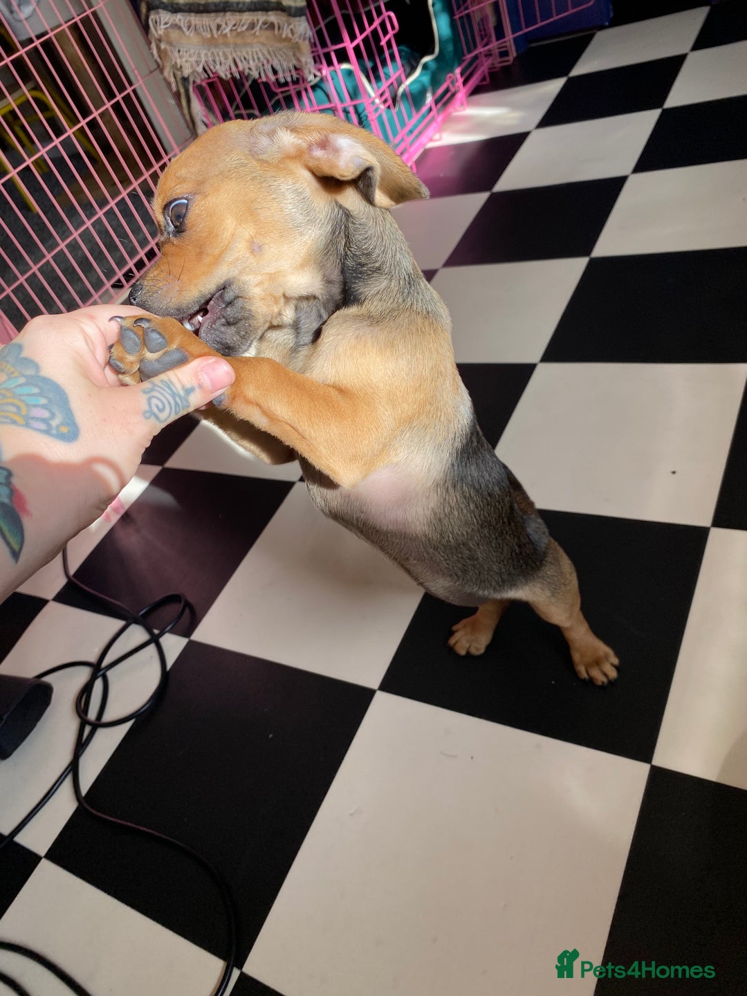 Mixed Breed dogs for sale: Pug/dachshund  - Image 4