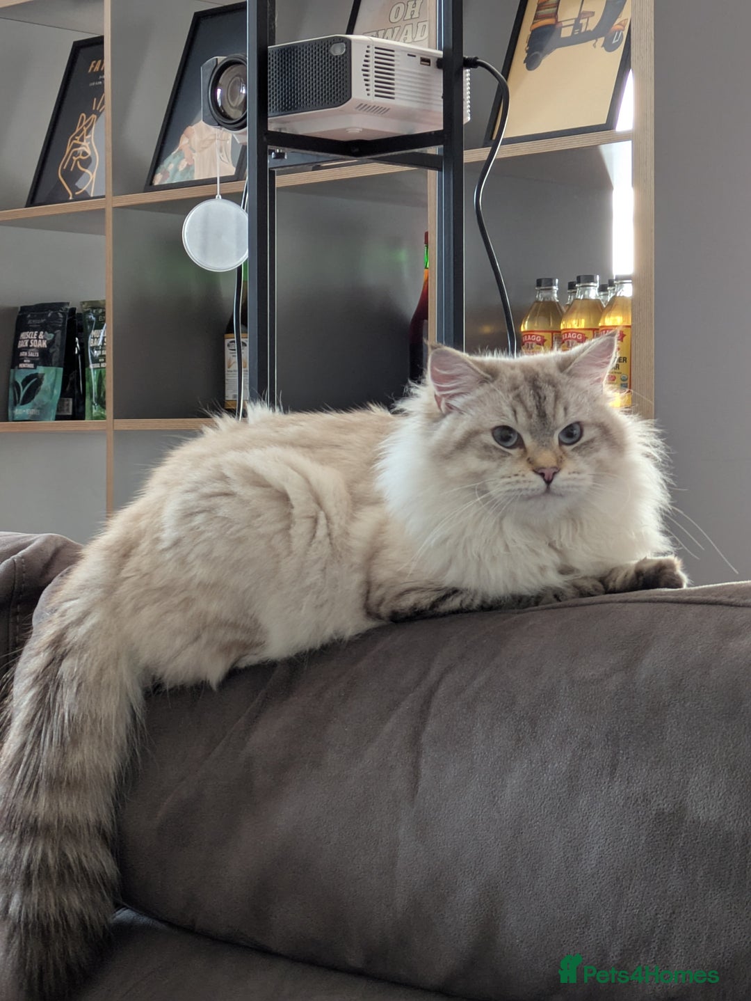 Siberian cats for sale: 1yr unneutred Neva masquerade Male Siberian - Advert 2