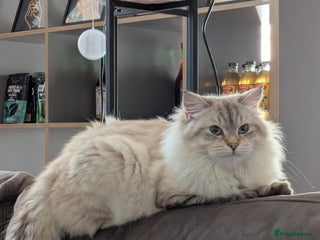 Siberian cats 1 Year old Neva Masquerade Male Siberian - Advert 2