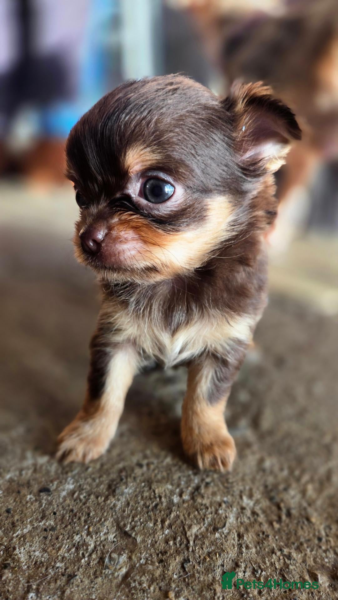 Chihuahua dogs Last 2 Beautiful Top Quality Tiny Chihuahua Pups - Advert 17