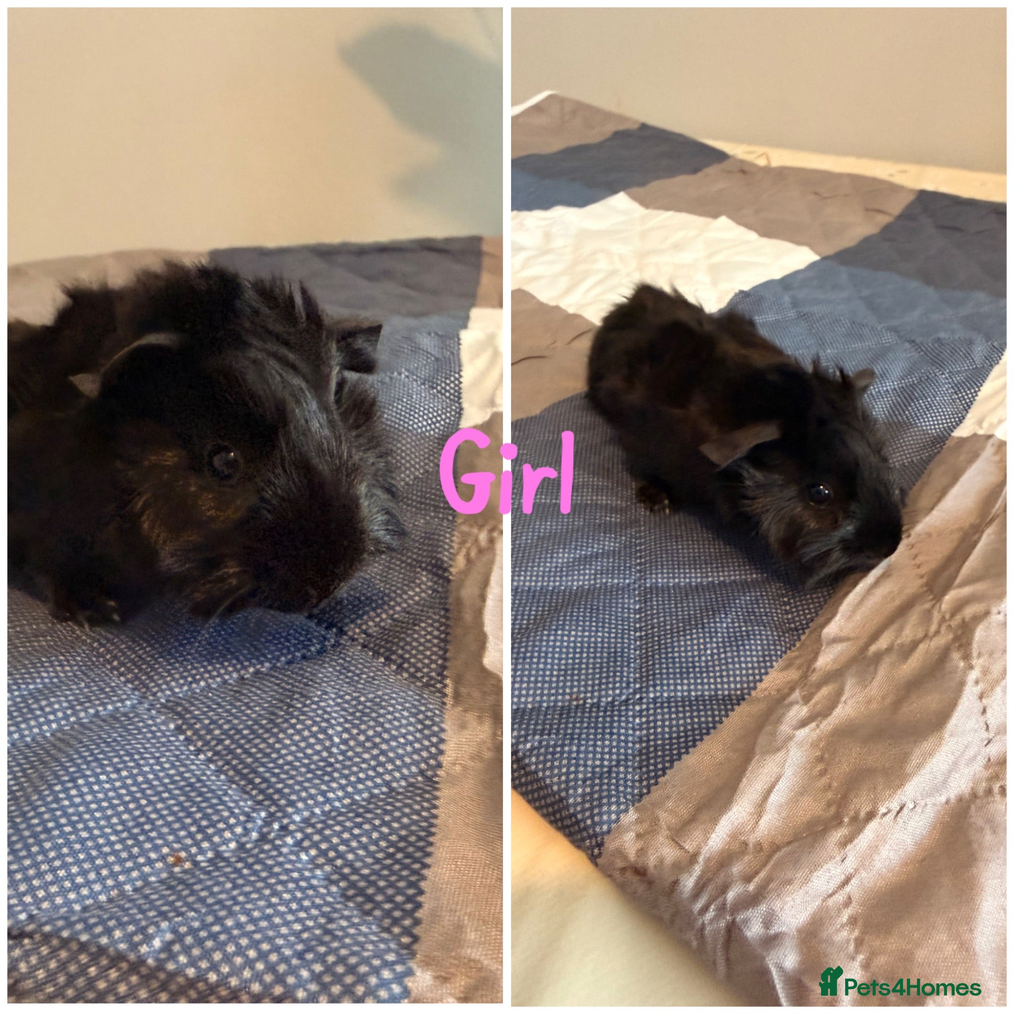 Guinea Pig rodents Baby Ginuea Pigs - Advert 1