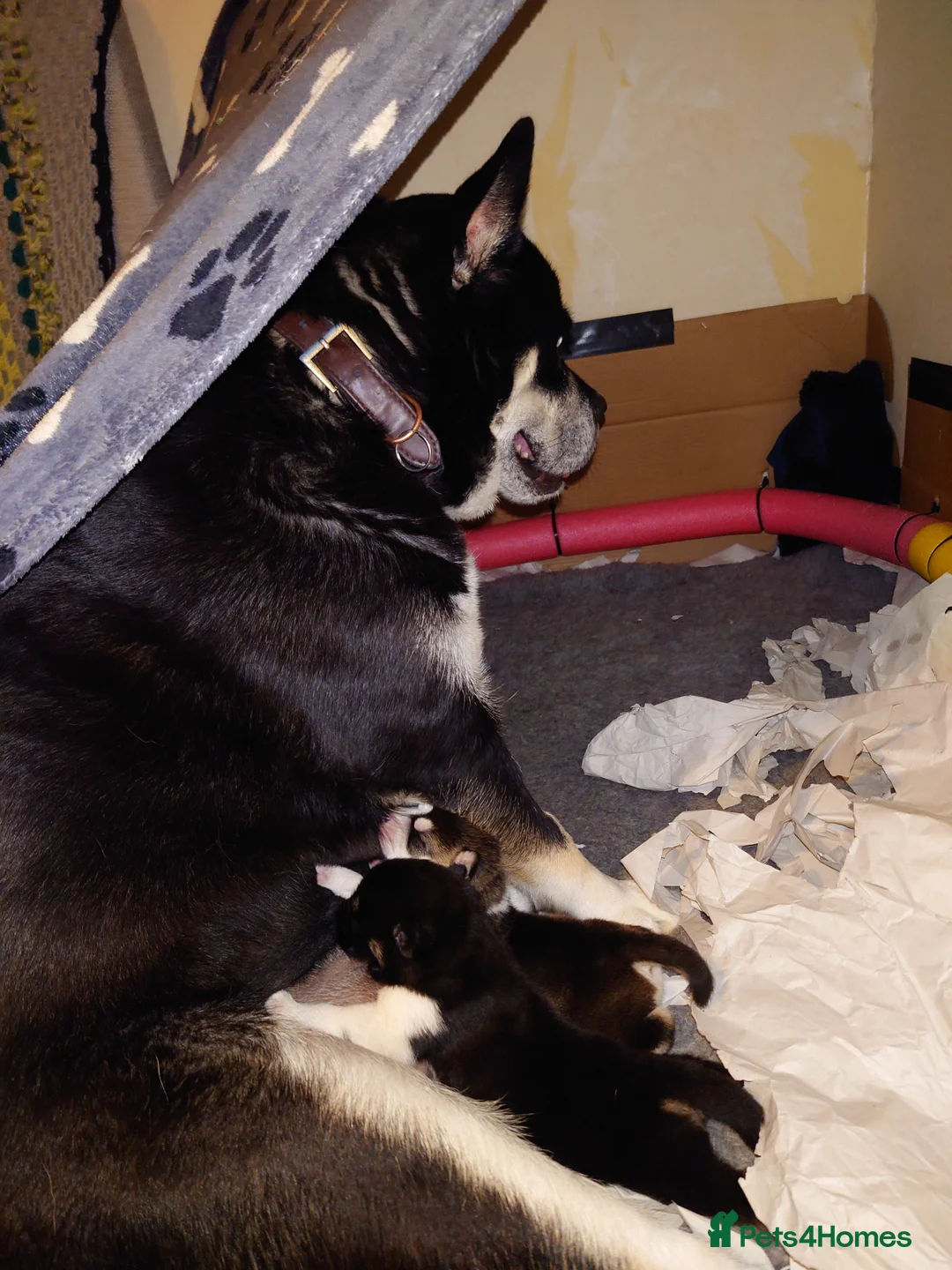 Mixed Breed dogs for sale: Siberian Husky x (Alaskan Malamute x English Bull) - Advert 21