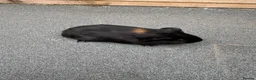 Guinea Pig rodents for sale: Two pairs of guinea pigs  - Advert 4