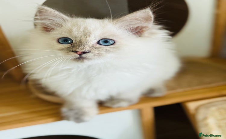 Ragdoll cats - Advert 15