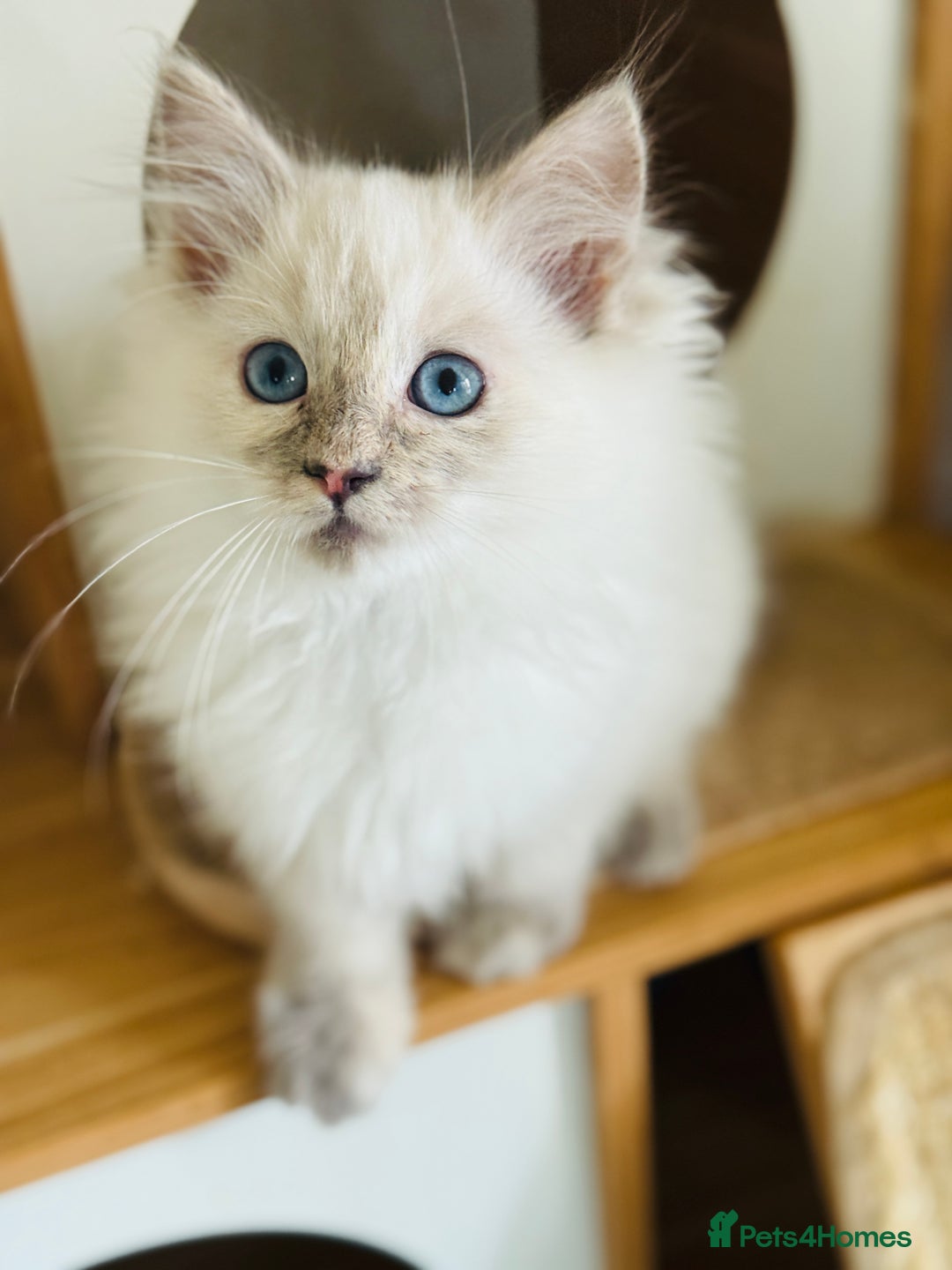 Ragdoll cats for sale: Gorgeous ragdoll kittens  - Image 1