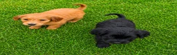 Cockapoo dogs for sale: 2 Cockapoo puppies for sale  in London - Advert 5