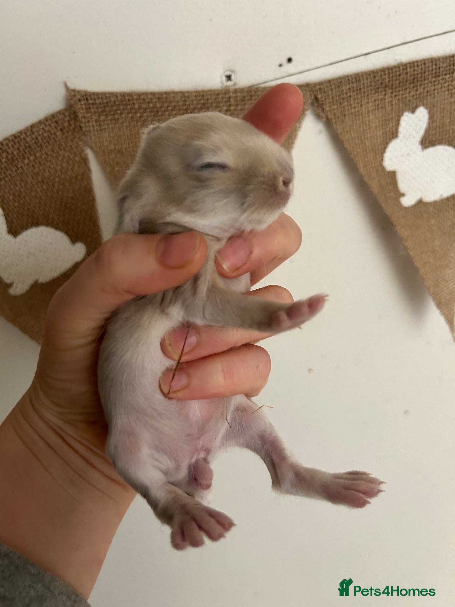 French Lop rabbits Wait List Open - French Lop babies in nest.  - Advert 6