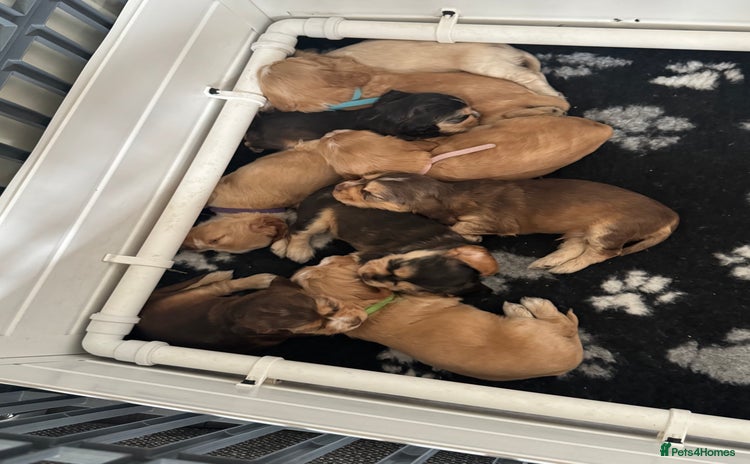 Cocker Spaniel dogs KC show cocker spaniels- simbawood lines - Advert 12