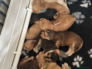 Cocker Spaniel dogs KC show cocker spaniels- simbawood lines - Advert 13