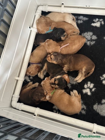 Cocker Spaniel dogs KC show cocker spaniels- simbawood lines - Advert 12