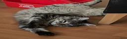 Siberian cats for sale: Stunning Siberian very reduce price  - Advert 5