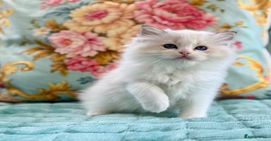 Ragdoll cats - Advert 4