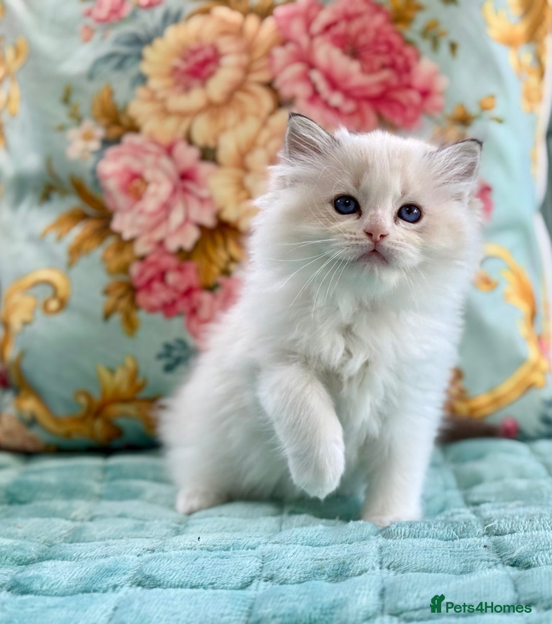 Ragdoll cats for sale: ‼️ HIGH QUALITY ‼️ pet boy  - Image 2