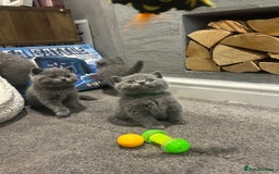 British Shorthair cats for sale: Pedigree Blue British Shorthair 💙💙💙💗💗💗💗 - Image 26