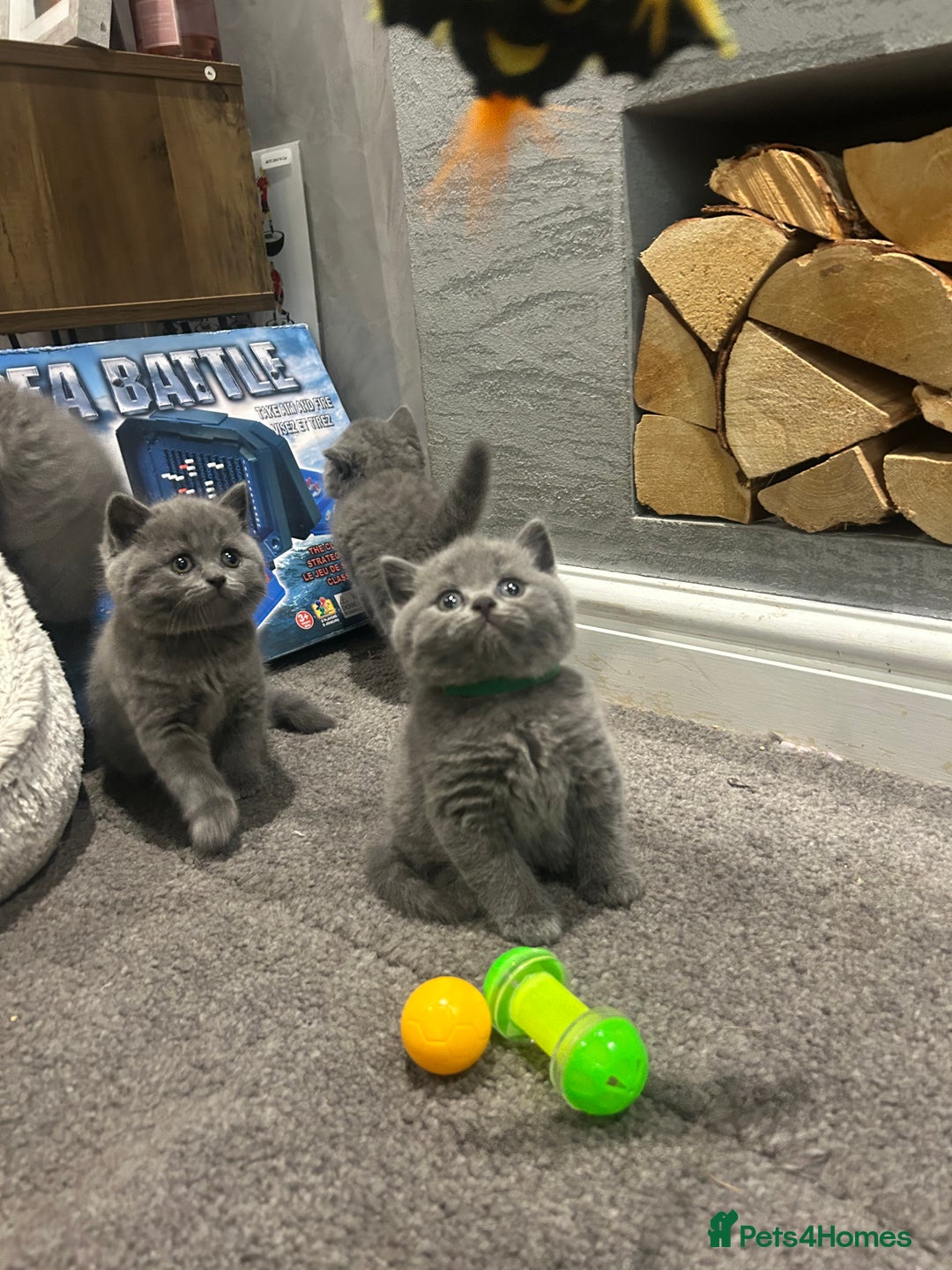 British Shorthair cats for sale: Pedigree Blue British Shorthair 💙💙💙💗💗💗💗 - Image 26