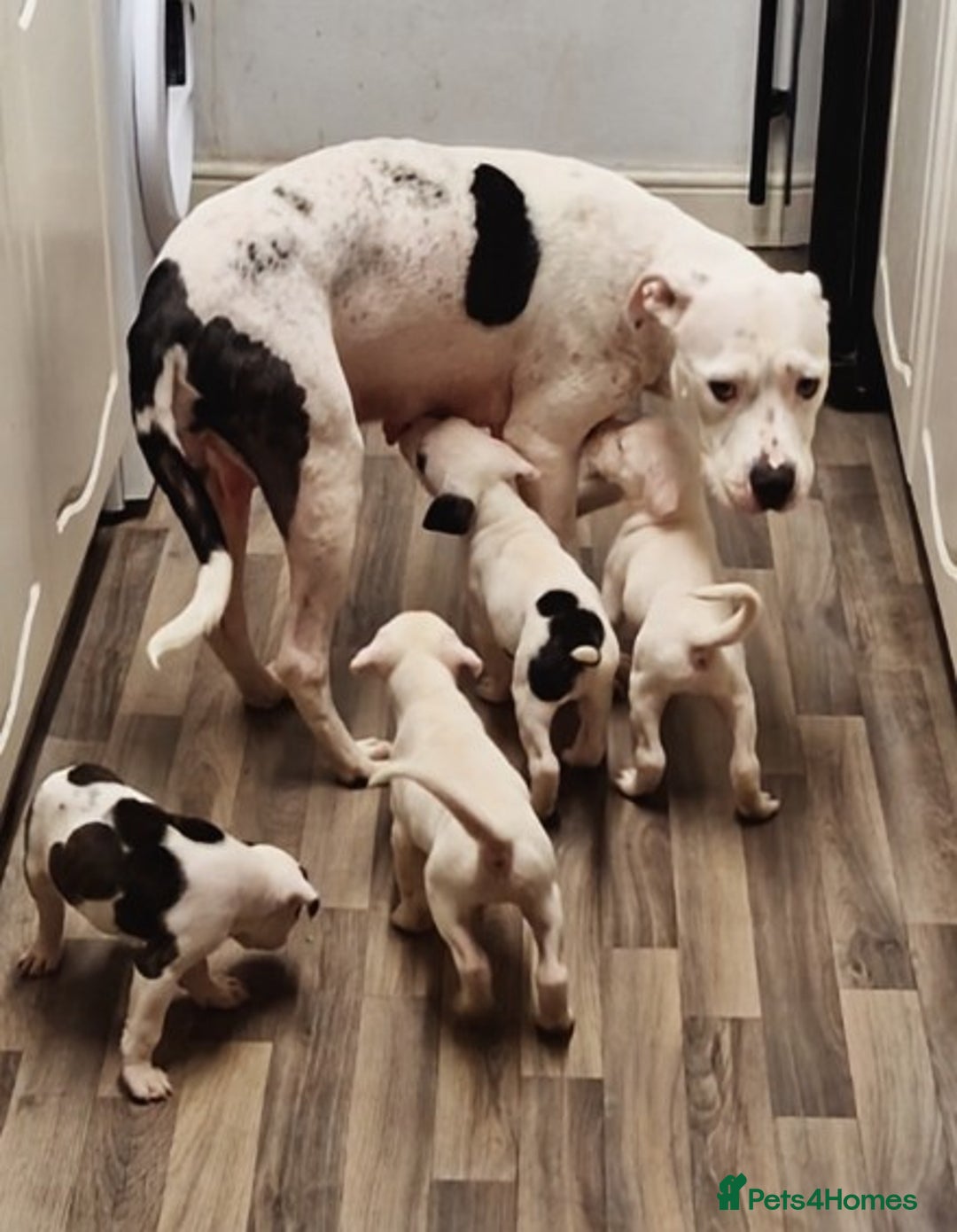 American Bulldog dogs for sale: American bulldogs puppies  - Image 7
