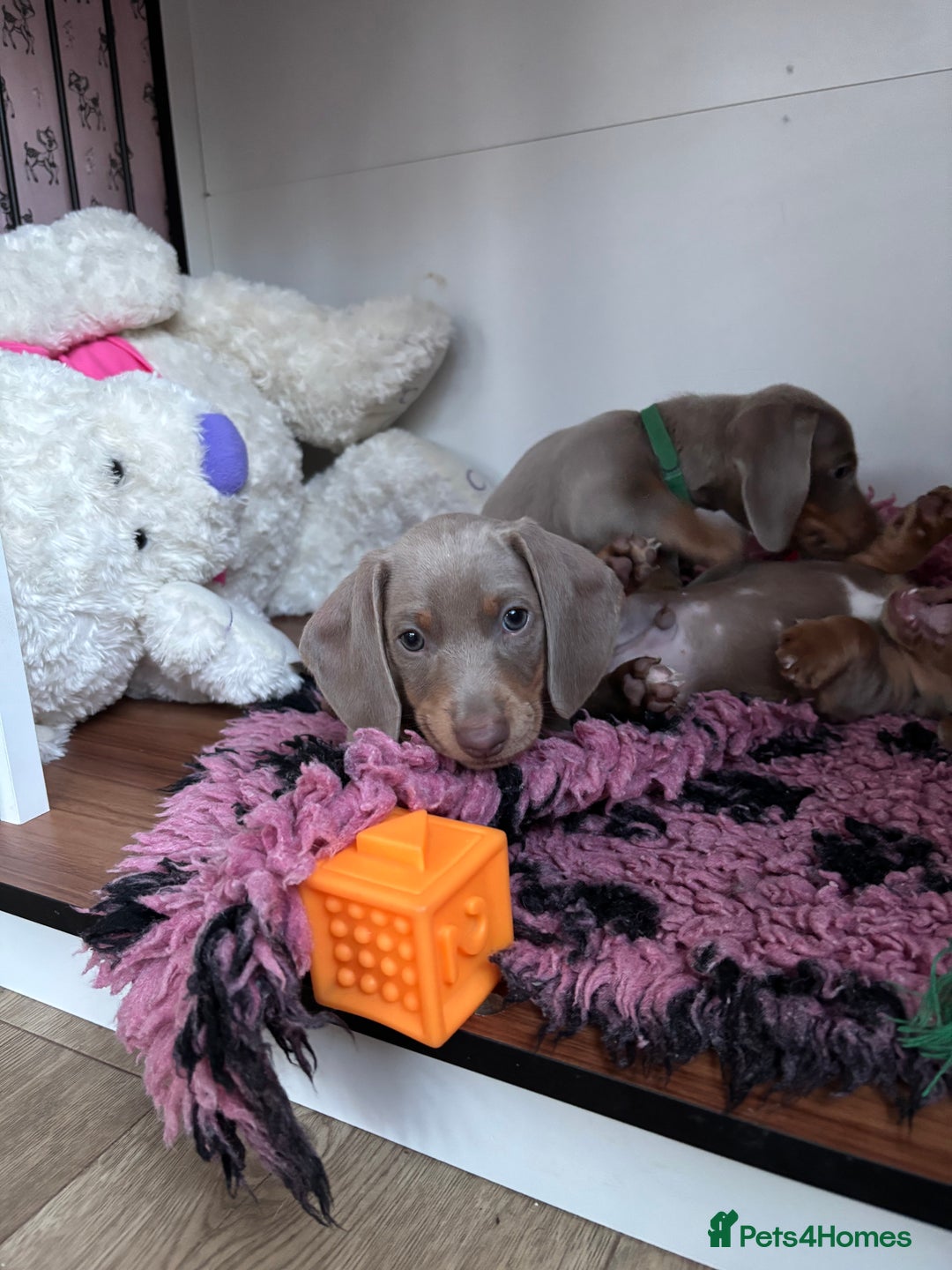 Miniature Dachshund dogs for sale: Isabella & tan miniature smoothcoat daschunds - Image 5