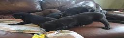 Labrador Retriever dogs for sale: Chocolate and black KC registered labrador pups - Advert 7