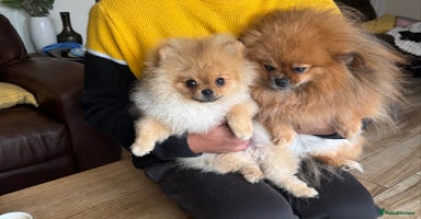 Pomeranian dogs - Advert 13