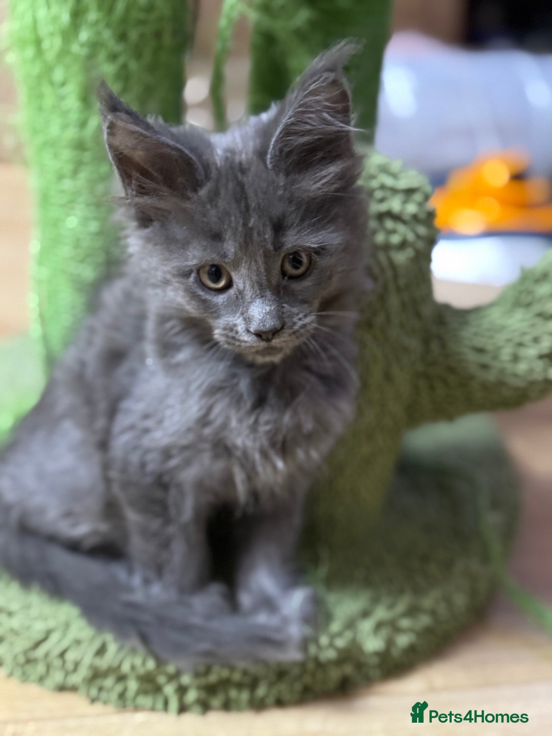 Maine Coon cats for sale: Adorable pure breed Maine coon Kittens’s for sale - Advert 10