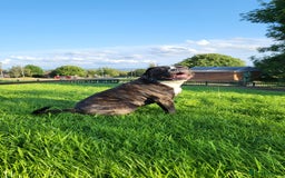 Cane Corso dogs for stud: 4yo male for stud - Image 1
