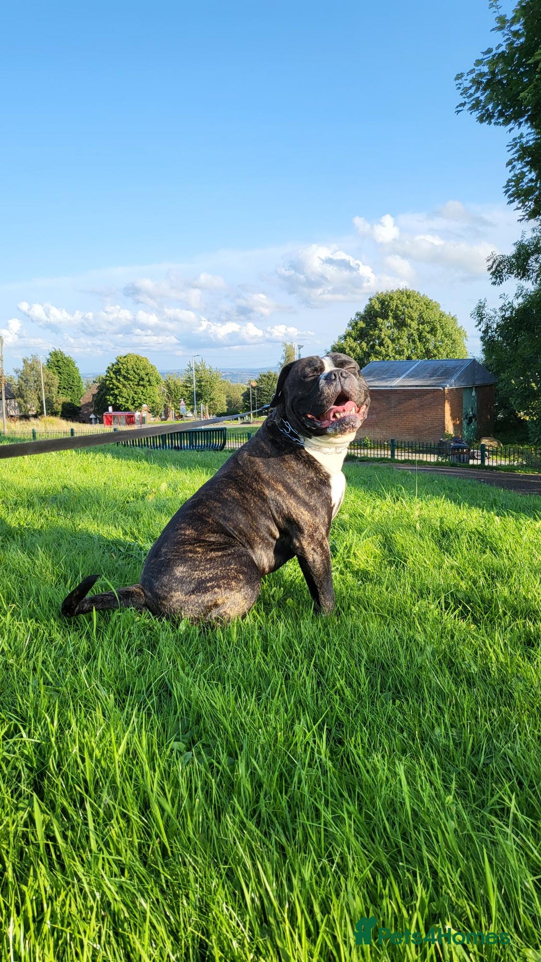 Cane Corso dogs for stud: 4yo male for stud - Image 1