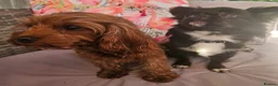 Cavapoo dogs for sale: Licensed breeder,dna clear red tiny cavapoo pups  - Advert 24