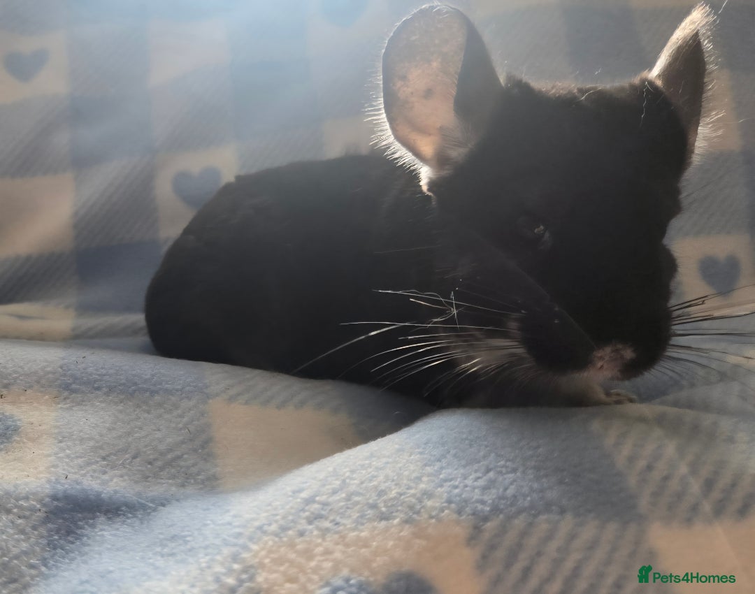 Chinchilla rodents for sale: Bonded mother and daughter pair - Image 14