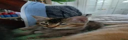 British Shorthair cats for sale: Twin Kittens - Advert 3