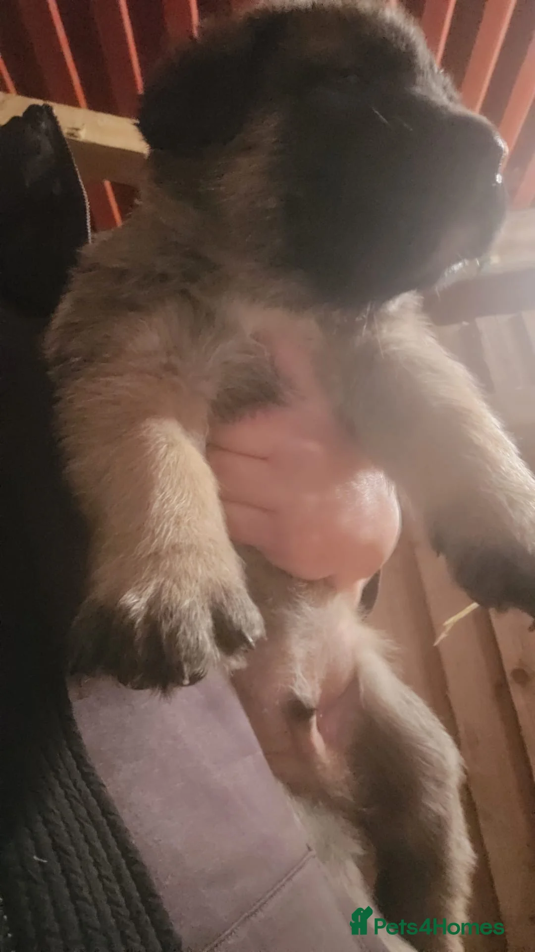 Anatolian Shepherd dogs for sale: Beautiful litter 5 girls left  - Advert 24