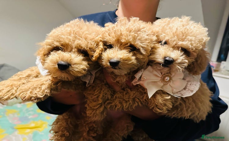 Maltipoo dogs - Advert 4