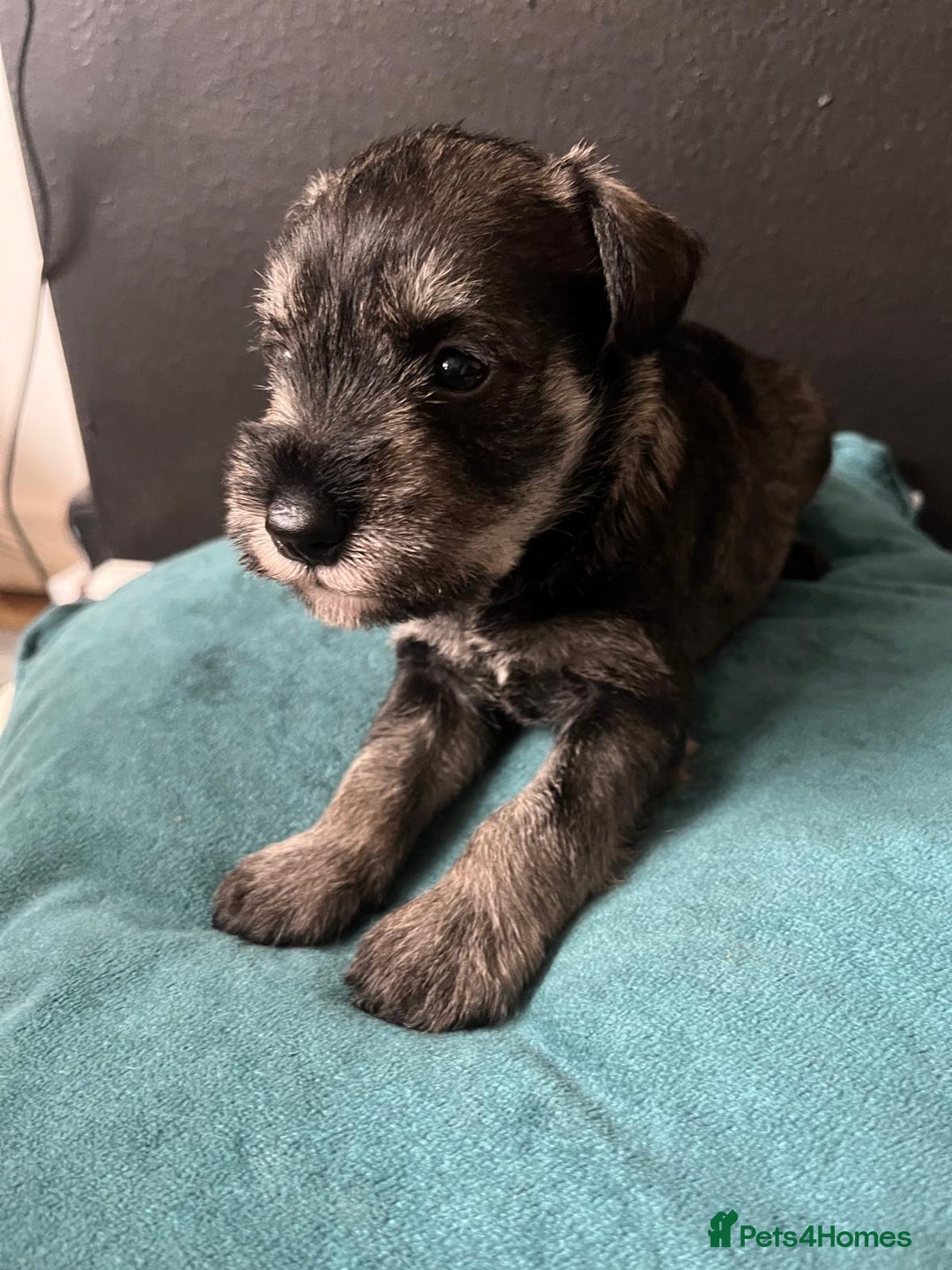 Miniature Schnauzer dogs for sale: Curious, playful and loving litter KC pups ❤️ - Image 31