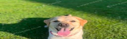 Sheprador dogs for sale: German shepherd x Labrador puppies READY NOW  in Ottery Saint Mary - Advert 7