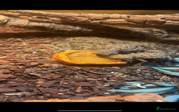 Bearded Dragon reptiles for sale: 2 male Rankins Dragon babies  - Advert 2