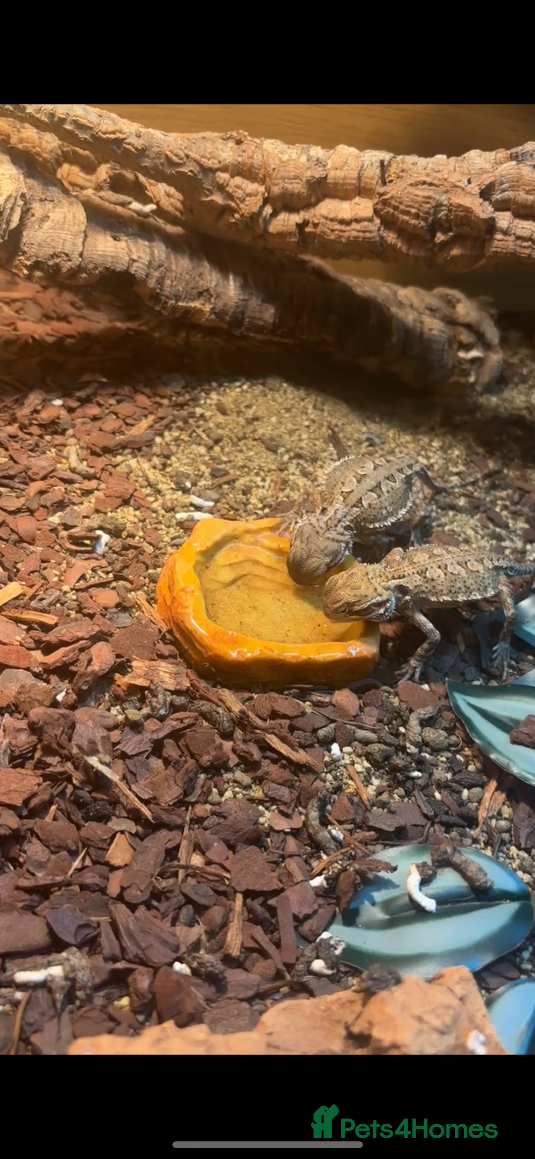 Bearded Dragon reptiles for sale: 2 male Rankins Dragon babies  - Advert 2