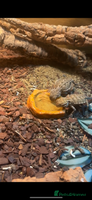 Bearded Dragon reptiles 2 male Rankins Dragon babies - Advert 2