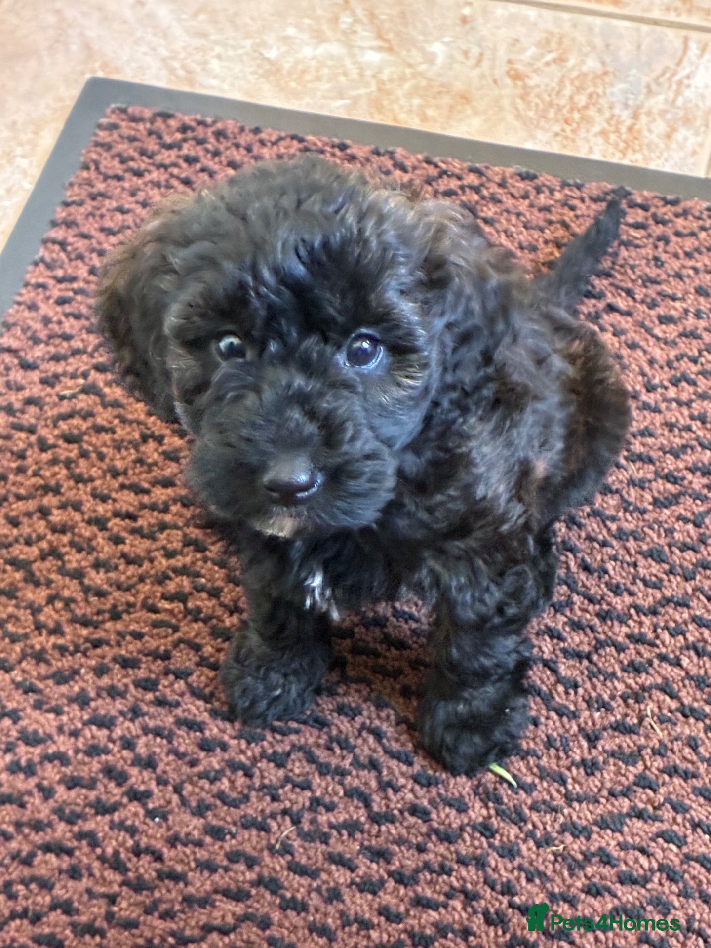 Labradoodle dogs Stunning  Merle girl  - Advert 1