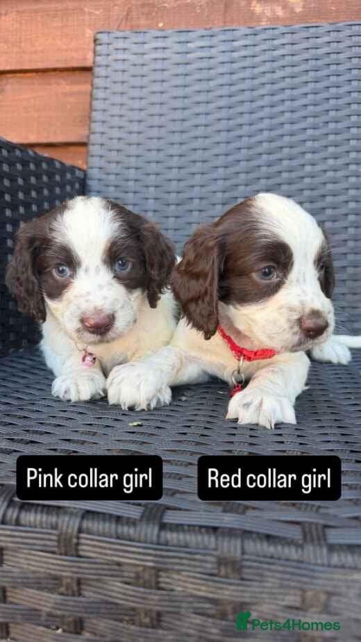 English Springer Spaniel dogs Beautiful litter springer spaniels - Advert 2