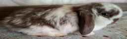 Mini Lop rabbits for sale: Mini lop bucks and does - Advert 9